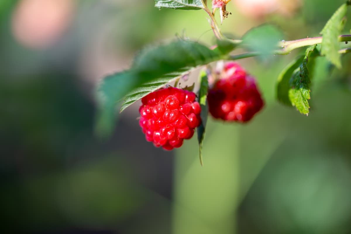 Comment préparer tisane feuille de framboisier pour un moment bien-être