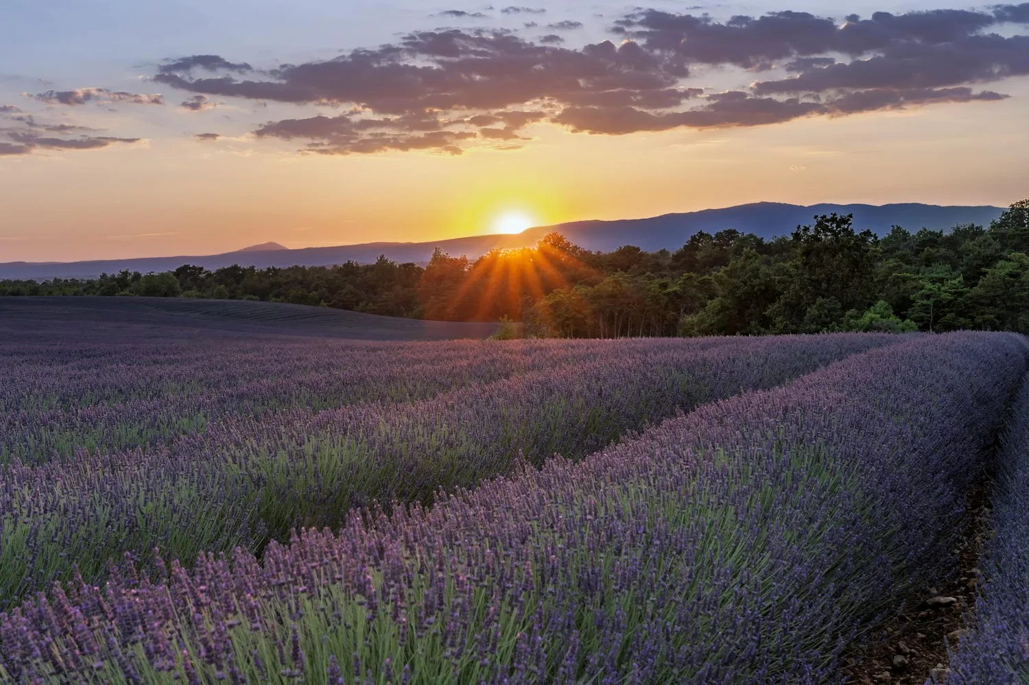 Huiles essentielles contre le stress : lavande et bergamote