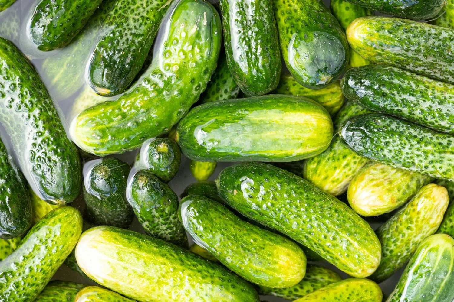 Cornichon maison : recette facile au vinaigre, ail et aneth